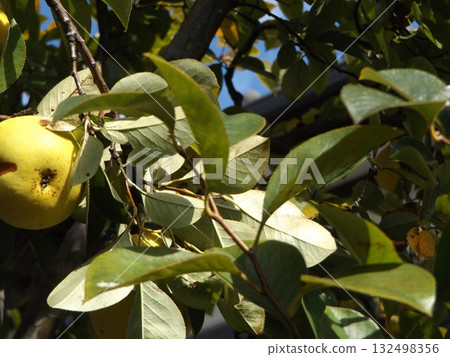 Quinces from a home orchard ready for harvest 132498356