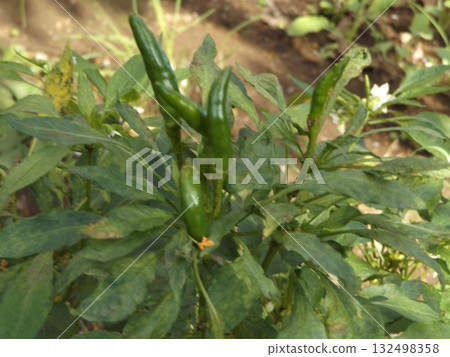 果實朝上的辣椒是鷹爪。 132498358