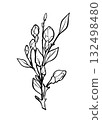 Blooming branch of sakura, apple tree, peach. Realistic drawing of beautiful flowers with buds and leaves for logo, wedding design. Outline sketch. Vector illustration. 132498480