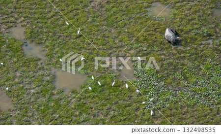 Elegant Egrets in Pui O Wetland Habitat Oct 25 2025 132498535