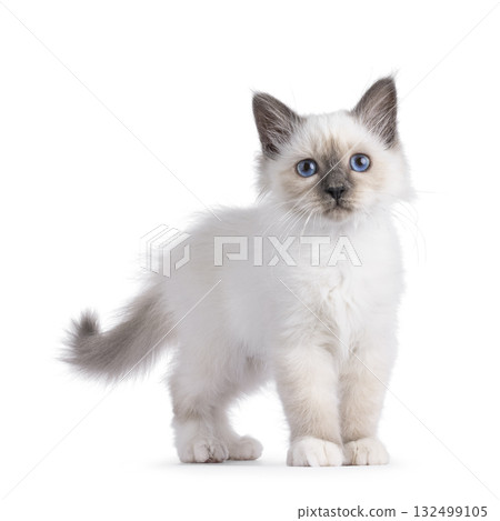 Sacred Birman cat kitten on white 132499105