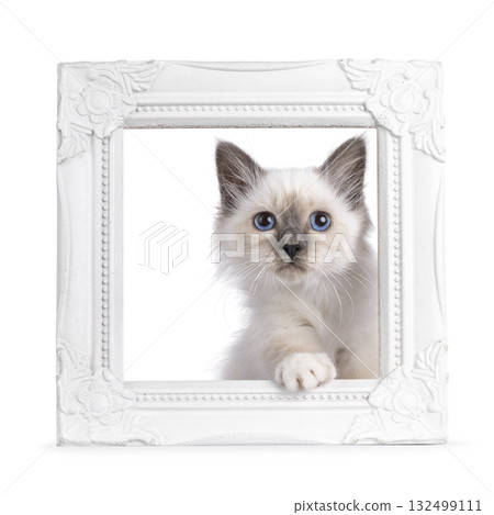 Sacred Birman cat kitten on white Sacred Birman cat kitten on white 132499111