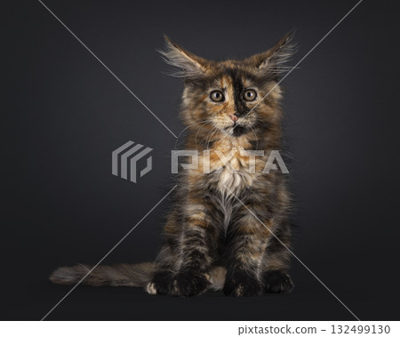Tortie Maine Coon cat kitten on black 132499130