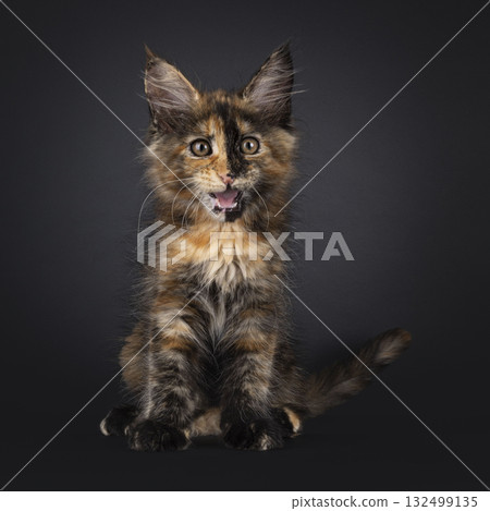 Tortie Maine Coon cat kitten on black 132499135