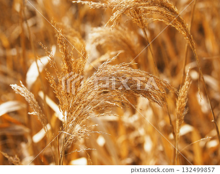 Common reed 132499857