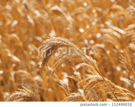 Common reed 132499858