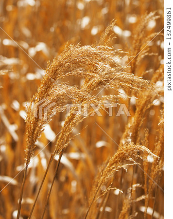 Common reed Common reed 132499861