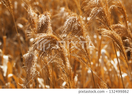 Common reed 132499862