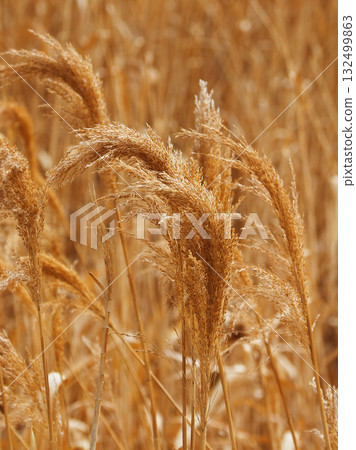 Common reed Common reed 132499863