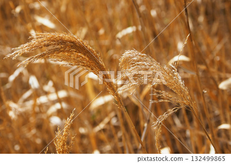 Common reed Common reed 132499865