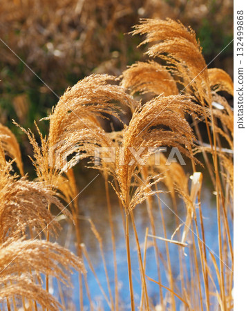 Common reed 132499868