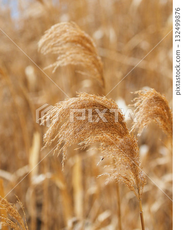 Common reed 132499876