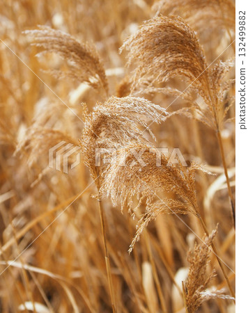 Common reed Common reed 132499882