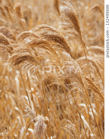 Common reed 132499886