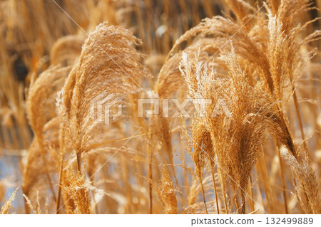 Common reed 132499889