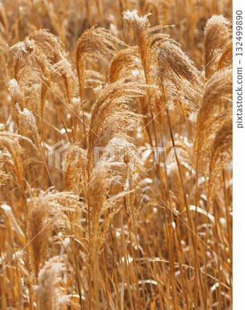 Common reed Common reed 132499890