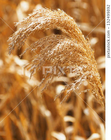 Common reed Common reed 132499892