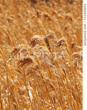 Common reed 132499893