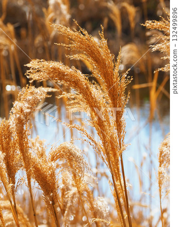 Common reed 132499896