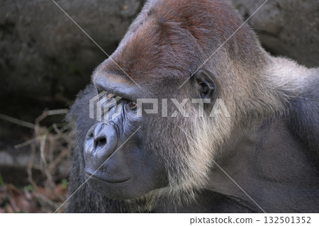 大猩猩轉過頭來回應人群的呼喊 大猩猩轉過頭來回應人群的呼喊 132501352