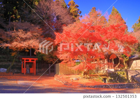 法輪寺庭院的紅葉（京都市西京區） 132501353