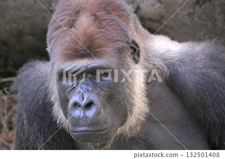 一隻中午過後表情疲憊的大猩猩 132501408