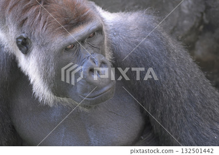 一隻大猩猩轉身面對從側面傳來的呼喚聲 132501442