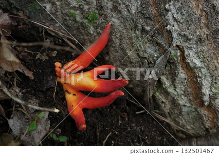 The fiery red, highly poisonous fly agaric mushroom stands out in the forest, creating a powerful presence in the silence. The fiery red, highly poisonous fly agaric mushroom stands out in the forest, creating a powerful presence in the silence. 132501467