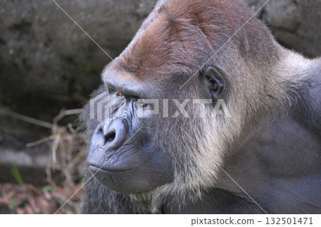一隻笑臉大猩猩 132501471