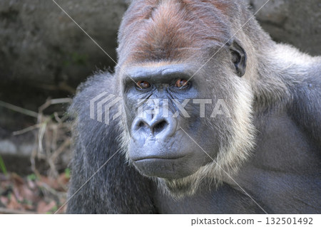 大猩猩轉過頭看著我，想知道那是什麼。 132501492