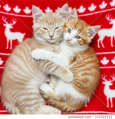 兩隻可愛的棕色虎斑小貓在紅色馴鹿圖案的毯子下互相擁抱 - 聖誕節圖片 132501515