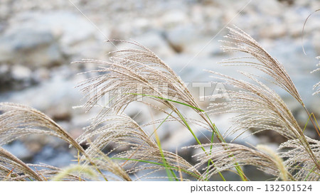 Miscanthus (for autumn image and Japanese culture) 132501524