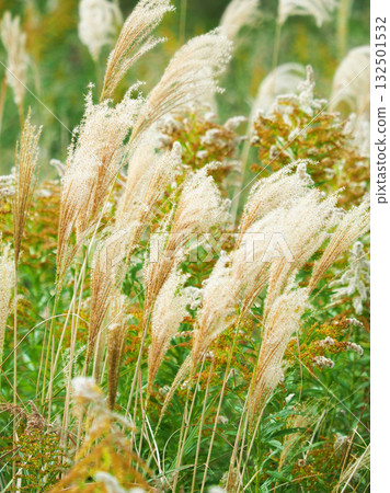Miscanthus (for autumn image and Japanese culture) Miscanthus (for autumn image and Japanese culture) 132501532