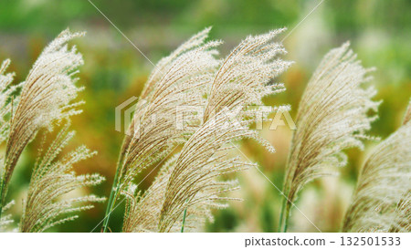Miscanthus (for autumn image and Japanese culture) 132501533