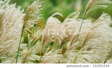 芒草(秋季形象和日本文化) 芒草(秋季形象和日本文化) 132501534