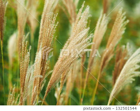 芒草(秋季形象和日本文化) 芒草(秋季形象和日本文化) 132501544