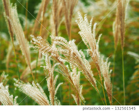 Miscanthus (for autumn image and Japanese culture) 132501545