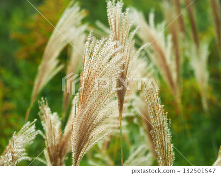 Miscanthus (for autumn image and Japanese culture) 132501547