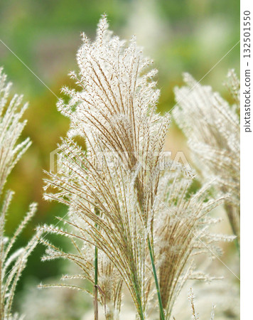 Miscanthus (for autumn image and Japanese culture) Miscanthus (for autumn image and Japanese culture) 132501550