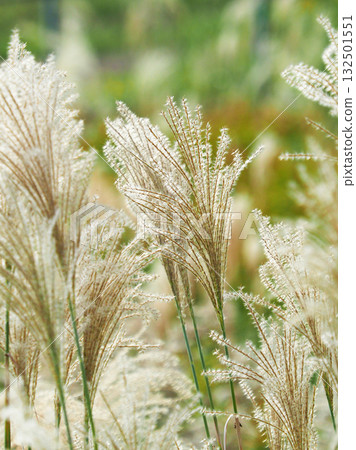 芒草（秋季形象和日本文化） 132501551
