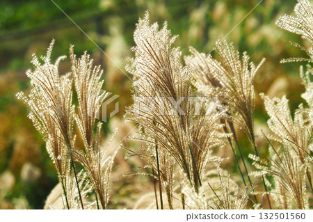 芒草(秋季形象和日本文化) 芒草(秋季形象和日本文化) 132501560