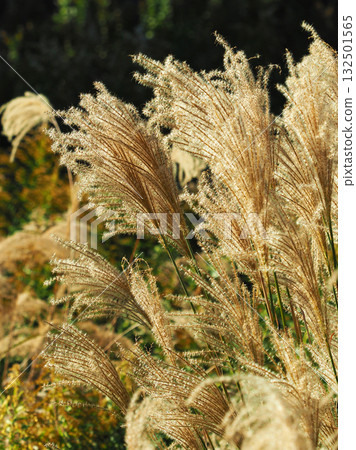 Miscanthus (for autumn image and Japanese culture) 132501565