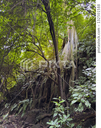 Tall tree with large roots in green forest during daytime 132501588