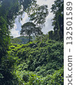 Lush green tropical landscape in rainforest with tall trees 132501589