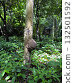 Mound of termite activity on tree trunk in lush forest setting 132501592