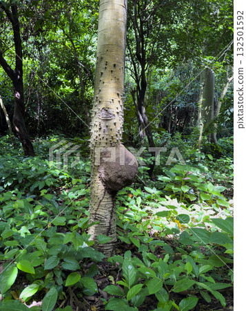 Mound of termite activity on tree trunk in lush forest setting Mound of termite activity on tree trunk in lush forest setting 132501592