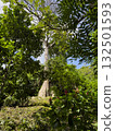 Tall tree surrounded by lush green foliage in tropical forest 132501593