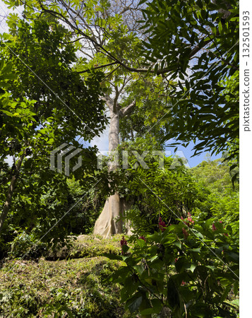 Tall tree surrounded by lush green foliage in tropical forest Tall tree surrounded by lush green foliage in tropical forest 132501593