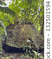 Large moss-covered rock surrounded by lush forest in daytime 132501594