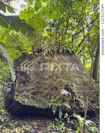 Large moss-covered rock surrounded by lush forest in daytime Large moss-covered rock surrounded by lush forest in daytime 132501594